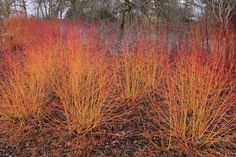 some very pretty red plants in the grass and trees with no leaves on them,