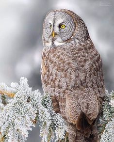 an owl sitting on top of a tree branch covered in snow and ligth