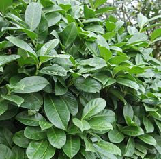 a bush with lots of green leaves growing on it