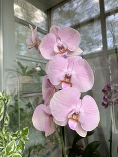 pink orchids are growing in a window sill next to a potted plant