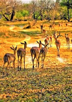 a herd of deer walking across a grass covered field