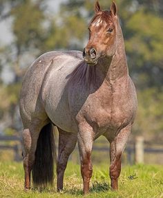 a brown horse standing on top of a lush green field