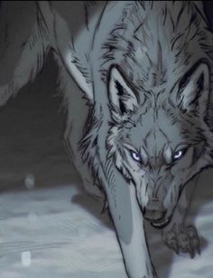 the wolf is walking through the snow with his mouth open