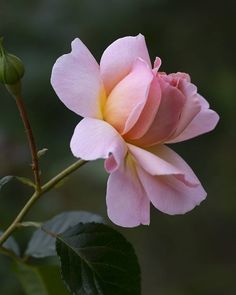 a pink flower with green leaves in the foreground