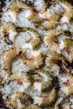 some shrimp are sitting on ice in a pan