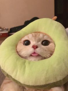 an orange and white cat with a green pillow on it's head looking at the camera