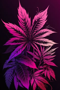 a purple and pink plant on a black background