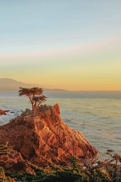 a lone tree sitting on top of a rock next to the ocean