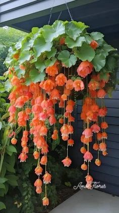 an orange flower hanging from the side of a house