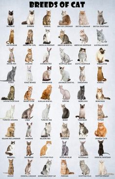 an image of cats that are all different colors in the same group, with their names on