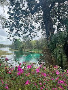 pink flowers are blooming in the foreground, with a river running through it