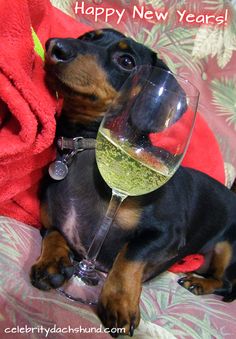 a dachshund dog sitting on a couch with a glass of wine in it's mouth