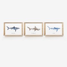 three framed pictures of sharks on a white wall