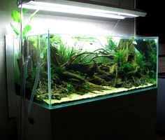 an aquarium filled with plants and rocks in a dark room next to a light on the wall