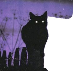 a black cat sitting on top of a wooden fence next to tall grass and purple sky