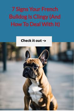 French Bulldog sitting outdoors with text overlay: "7 Signs Your French Bulldog Is Clingy (And How To Deal With It)". A button below reads, "Check it out ->". Being Affectionate, French Bulldog Puppies, Left Alone, Deal With It, Happy Dogs, Medical Conditions, The Question