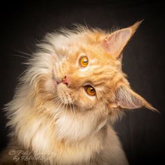 an orange and white cat with long hair looking up at the camera on a black background