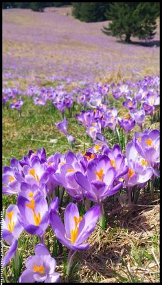 many purple flowers are growing in the grass