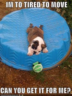 a dog laying on top of a blue frisbee in the grass with caption that reads, i'm to tired to move can you get it for me?