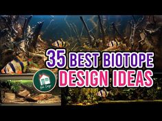 the 35 best biotope design ideas for aquariums and fish tanks in 2019