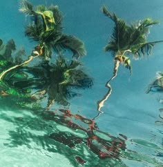 some palm trees are reflected in the water and on the surface, there is no image to describe