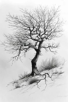 a pencil drawing of a tree in the middle of winter with no leaves on it