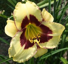 a yellow and red flower with green leaves