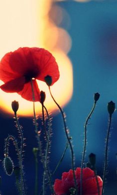 two red poppies are in the foreground and a blurry light is in the background