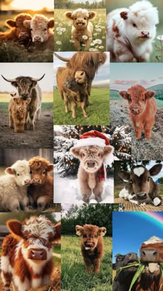 many different pictures of cows in the grass