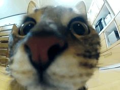 a close up of a cat's face with it's mouth wide open