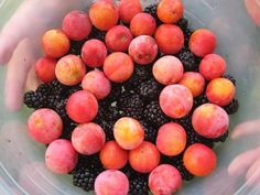 a bowl filled with blackberries and peaches next to two hands holding the fruit