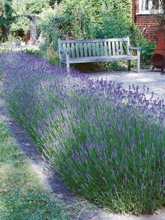 a bench sitting in the middle of a garden next to purple flowers and lavender plants