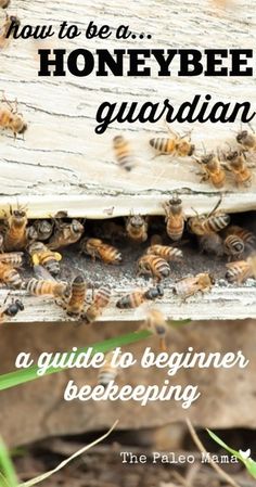 honeybees on the side of a beehive with text overlay that reads how to be a honeybee guard