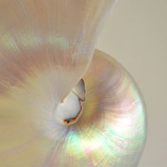 an image of a white flower with iridescent colors