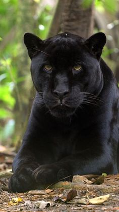 a black panther laying on the ground in front of some trees and leaves, looking at the camera