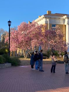 several people are standing in front of a large building with pink flowers on the trees