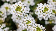 small white flowers with green centers in the middle