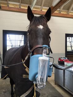 a horse is wearing a harness and drinking from a water bottle while standing in a building