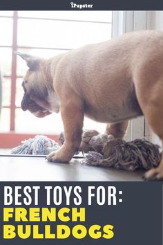 a dog is playing with some toys on the floor in front of a window that says best toys for french bulldogs