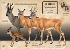 an image of different types of deer in the wild with caption to each animal