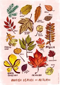 the british leaves in autumn are colorful and have different names for each type of leaf