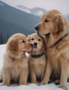 three golden retriever puppies sitting in the snow with their noses to each other