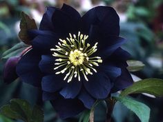 a black flower with yellow stamens and green leaves