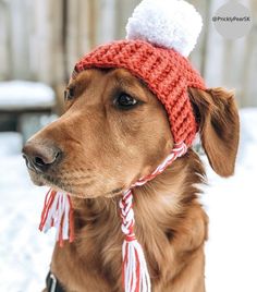 a brown dog wearing a red and white knitted hat with pom - pom