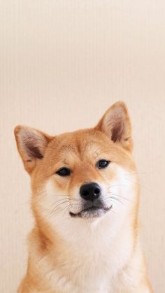 a brown and white dog sitting on top of a wooden floor next to a wall