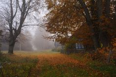 a foggy day in the woods with trees and leaves on the ground near a house