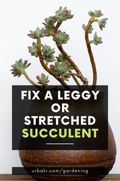 a potted plant with the words fix a leggy or stretched succulent