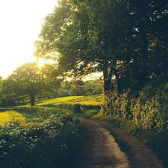 a dirt road surrounded by trees and yellow flowers