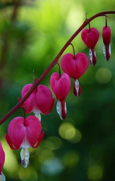 Spring Gardening Trends And Tips: Bleeding hearts or Ballerina slippers. Whatever you want to call them these things are beauties - Hubub Lamprocapnos Spectabilis, Shade Garden, Love Flowers, My Flower, Garden Inspiration, Pretty Flowers, Trees To Plant