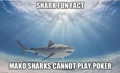 a shark swimming in the ocean with caption that reads, shark fun fact mako sharks cannot play poker